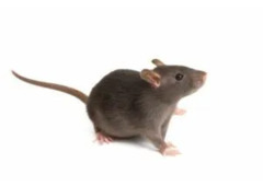 Reliable Rodent Removal for Melbourne Homes & Businesses