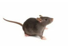 Reliable Rodent Removal for Melbourne Homes & Businesses
